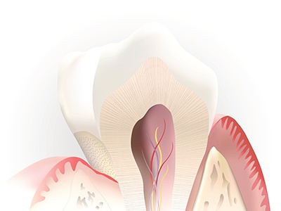 Animation of the inside of a healthy tooth